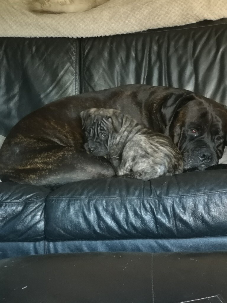 bullmastiff puppies for sale gumtree